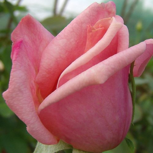 Rosa pesca con scorrimento rosso - rose ibridi di tea
